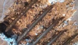 failed-reinforced-steel